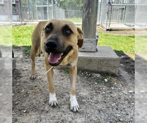 Black Mouth Cur-Boxer Mix Dogs for adoption in Conroe, TX, USA