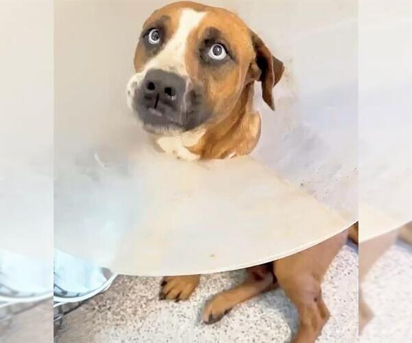 Medium Photo #2 Boxer-Unknown Mix Puppy For Sale in Houston, TX, USA