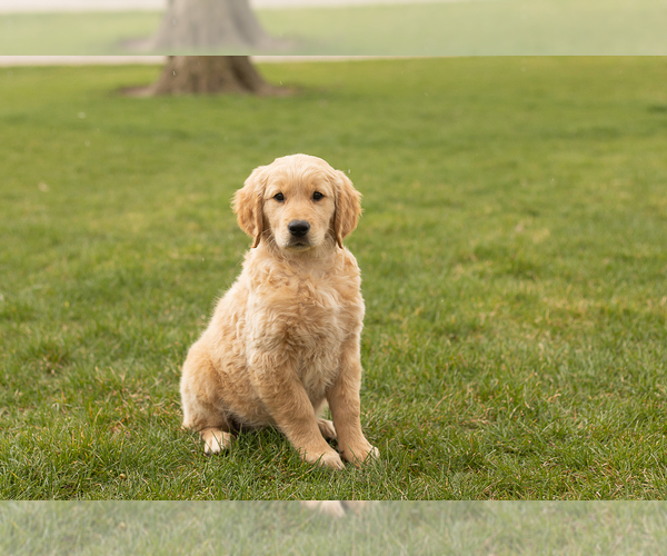 Medium Photo #3 Golden Retriever Puppy For Sale in WOLCOTTVILLE, IN, USA
