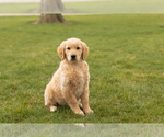 Small Photo #3 Golden Retriever Puppy For Sale in WOLCOTTVILLE, IN, USA