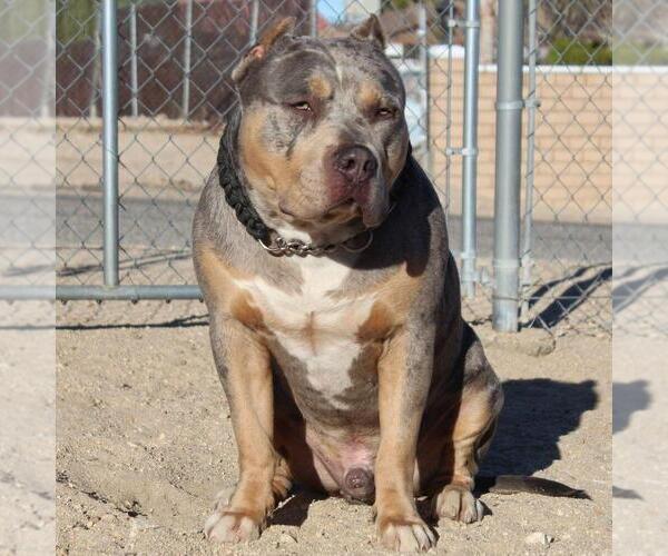 Medium Photo #17 American Bully Puppy For Sale in PALMDALE, CA, USA
