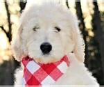 Puppy 3 Goldendoodle