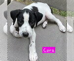 Small #3 Border Collie Mix