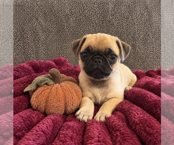 Medium Photo #1 Pug Puppy For Sale in SPICELAND, IN, USA