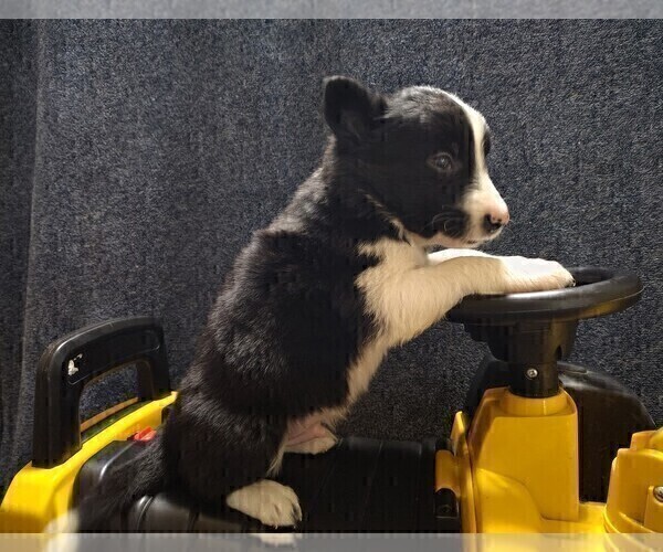 Medium Photo #25 Border Collie Puppy For Sale in NORBORNE, MO, USA