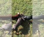 Beautiful Black - Female Doberman Pinscher Puppy for Sale - Photo #6