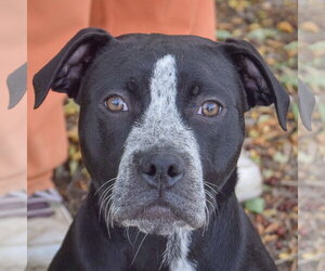 American Staffordshire Terrier-Boxer Mix Dogs for adoption in Huntley, IL, USA