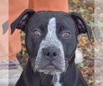 Small American Staffordshire Terrier-Boxer Mix
