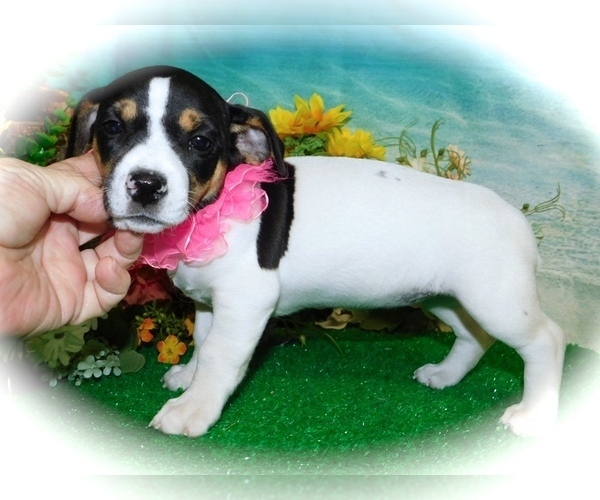 Medium Photo #2 Jack Russell Terrier Puppy For Sale in HAMMOND, IN, USA
