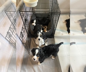 Bernedoodle (Miniature)-Bernese Mountain Dog Mix Litter for sale in PLEASANT HILL, CA, USA