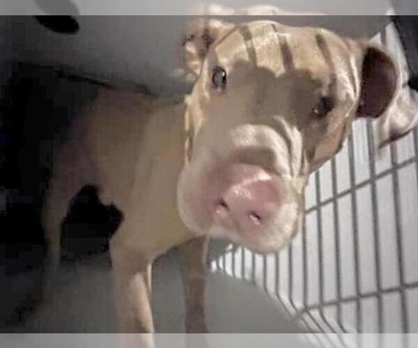 Medium Photo #2 Mutt Puppy For Sale in Houston, TX, USA