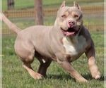 Small Photo #1 American Bully Puppy For Sale in STAR CITY, AR, USA