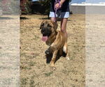 Small Mastiff Mix