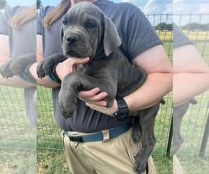 Cane Corso Puppy for sale in WEATHERFORD, TX, USA