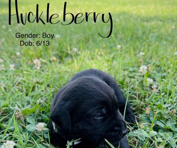 Medium Photo #1 Labrador Retriever Puppy For Sale in CLEVELAND, TN, USA