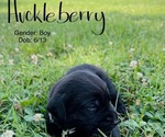 Small Labrador Retriever