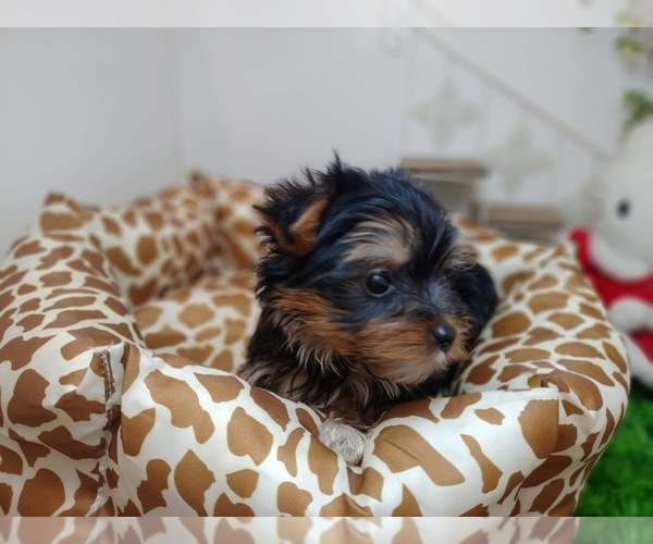 Medium Photo #9 Yorkshire Terrier Puppy For Sale in CHICAGO, IL, USA