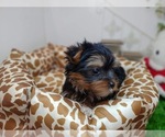 Small Photo #9 Yorkshire Terrier Puppy For Sale in CHICAGO, IL, USA