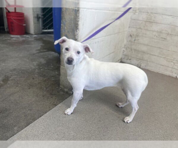 Medium Photo #1 Chihuahua Puppy For Sale in San Bernardino, CA, USA