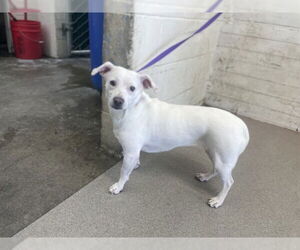 Chihuahua Dogs for adoption in San Bernardino, CA, USA