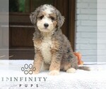 Small #2 Bernedoodle (Miniature)