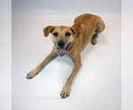 Small Photo #11 Labrador Retriever-Unknown Mix Puppy For Sale in Kennesaw, GA, USA