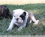 Small Photo #3 English Bulldog Puppy For Sale in HEFLIN, LA, USA