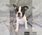 Small #1 Boston Terrier