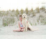 Small Photo #1 Goldendoodle Puppy For Sale in WOODRUFF, SC, USA