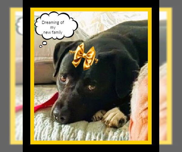 Medium Photo #6 Borador Puppy For Sale in Mt. Laurel, NJ, USA