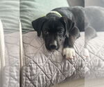Small #8 Labrador Retriever Mix