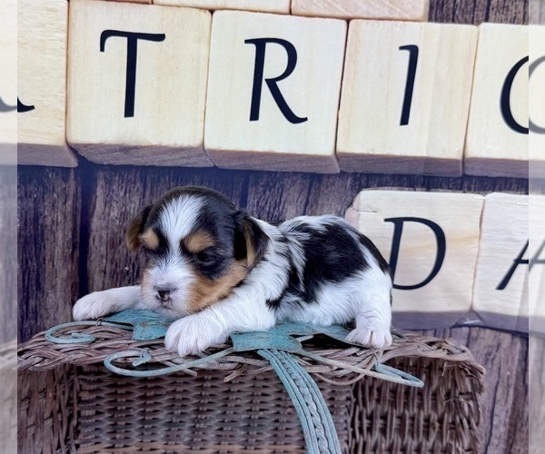 Medium Photo #5 Yorkshire Terrier Puppy For Sale in CASSVILLE, MO, USA