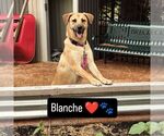 Small #9 Labrador Retriever Mix