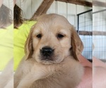 Small Photo #9 Golden Retriever Puppy For Sale in MOUNT CRAWFORD, VA, USA