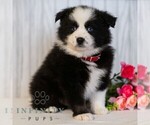 Small #3 Miniature Australian Shepherd