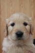 Small Photo #4 Golden Retriever Puppy For Sale in HARRISON, TN, USA