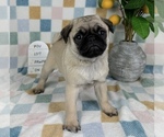 Small #2 Pug