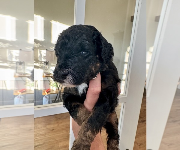 Medium Photo #3 Aussiedoodle Miniature  Puppy For Sale in ROCK HILL, SC, USA