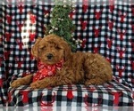 Small Photo #3 Goldendoodle (Miniature) Puppy For Sale in KIRKWOOD, PA, USA