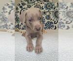 Small #2 Weimaraner