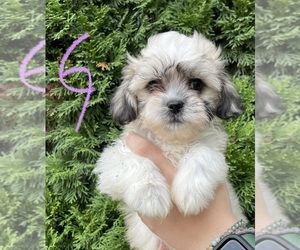 Zuchon Puppy for sale in ROANOKE, IL, USA