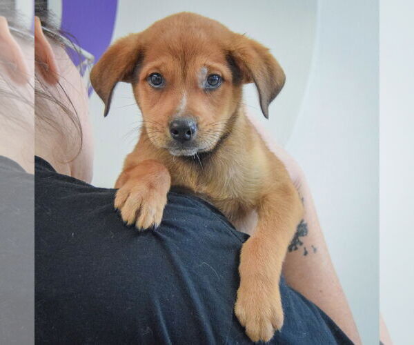 Medium Photo #5 German Shepherd Dog-Unknown Mix Puppy For Sale in Huntley, IL, USA