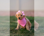 Small Photo #12 Goldendoodle Puppy For Sale in COLORADO SPRINGS, CO, USA