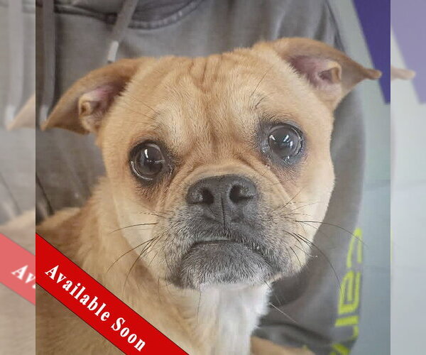 Medium Photo #1 Frenchie Pug Puppy For Sale in Huntley, IL, USA