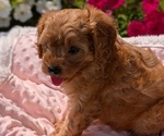 Small Photo #48 Cavapoo Puppy For Sale in GOSHEN, IN, USA