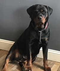 Mother of the Rottweiler puppies born on 10/14/2018