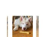 Puppy 5 Samoyed-Siberian Husky Mix