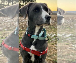 Lab-Pointer Dogs for adoption in Mt. Laurel, NJ, USA