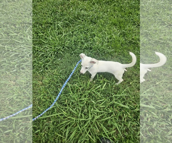 Medium Photo #20 Chiweenie Puppy For Sale in Wakefield, RI, USA