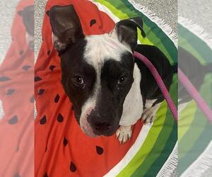Staffordshire Bull Terrier-Unknown Mix Dogs for adoption in Pasadena, TX, USA
